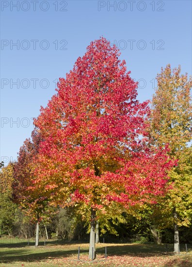 American Sweetgum