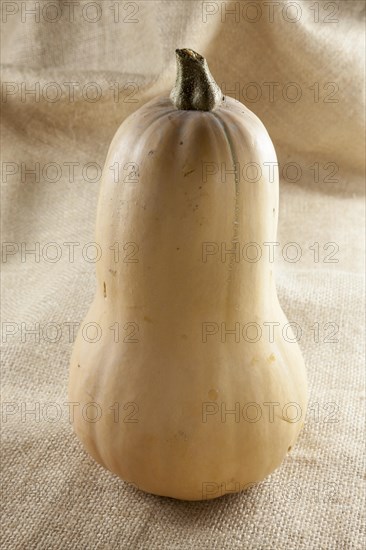 Butternut squash