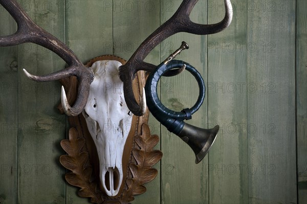 Old hunting horn hanging from the antler of a red deer against a green wooden wall