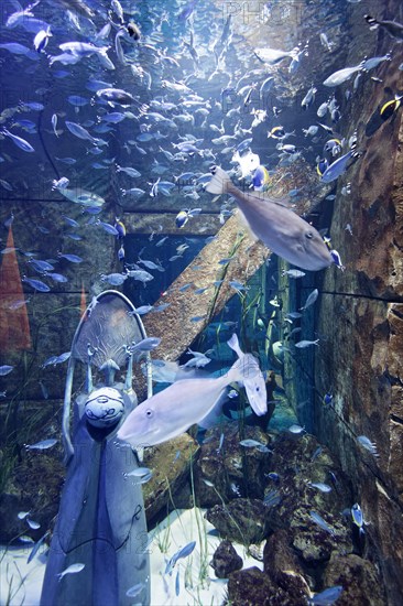 Aquarium in The Lost Chambers