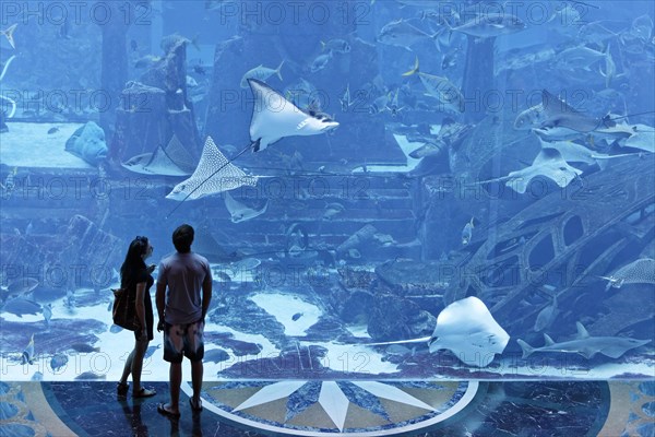 Couple observing stingrays in a gigantic aquarium