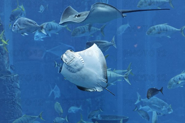 Stingrays in a gigantic aquarium