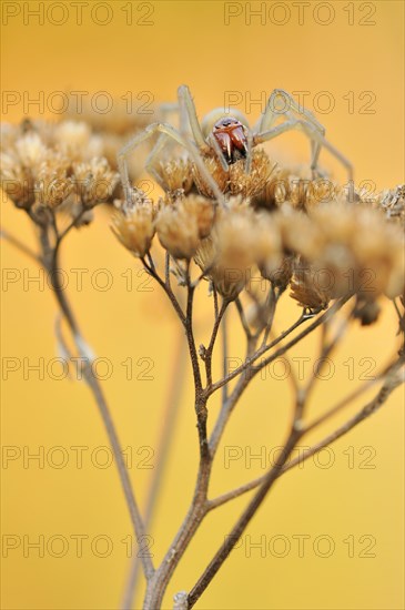 Yellow Sac Spider (Cheiracanthium punctorium)