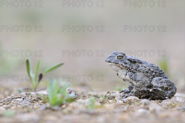 Green Toad (Bufo viridis complex)