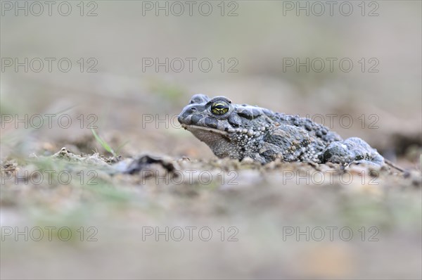 Green Toad (Bufo viridis complex)