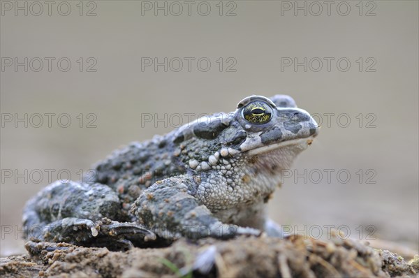 Green Toad (Bufo viridis complex)