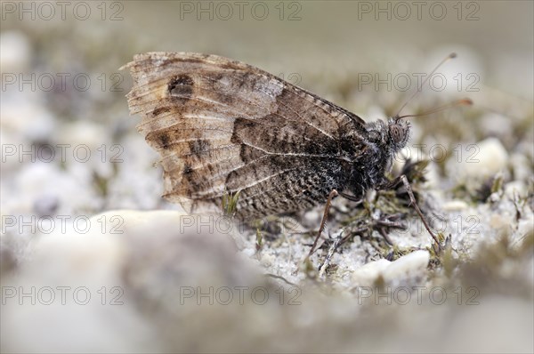 Grayling butterfly (Hipparchia semele)