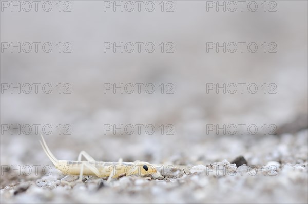 Tawny Earwig or Giant Earwig (Labidura riparia)