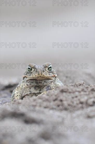 Natterjack Toad (Bufo calamita) in a former open-cast mine near Finsterwalde