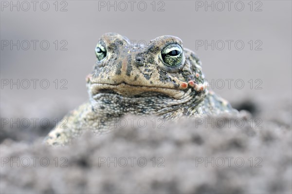 Natterjack Toad (Bufo calamita) in a former open-cast mine near Finsterwalde