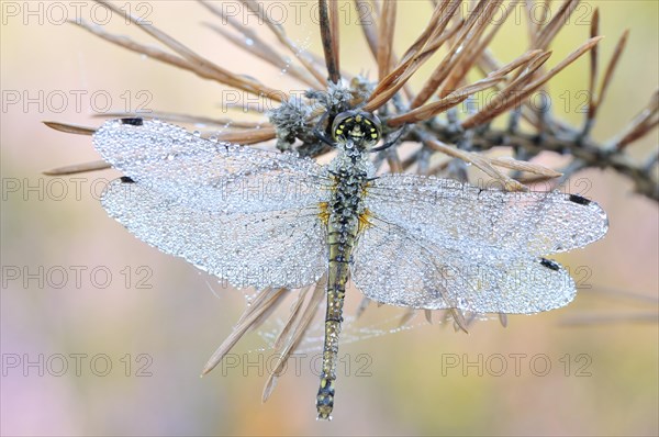 Black Darter (Sympetrum danae) dragonfly