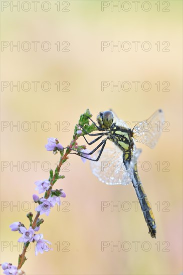 Black Darter (Sympetrum danae) dragonfly