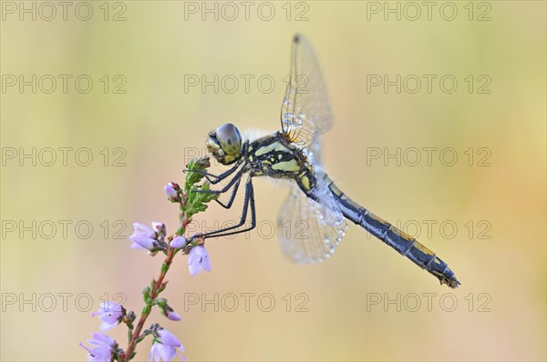 Black Darter (Sympetrum danae) dragonfly