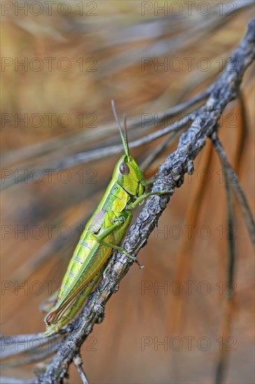 Small Gold Grasshopper (Euthystira brachyptera)