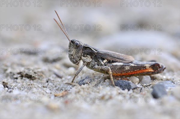 Gravel Bank Grasshopper (Chorthippus pullus)