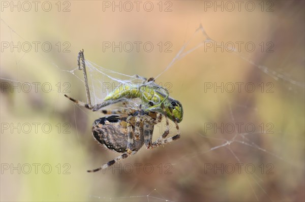 Small Gold Grasshopper (Euthystira brachyptera) being wrapped by a spider in a web