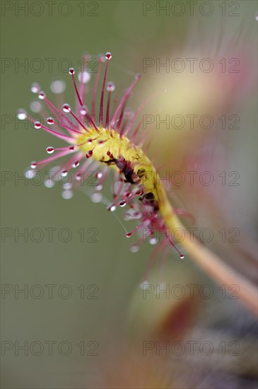 Sundew (Drosera)