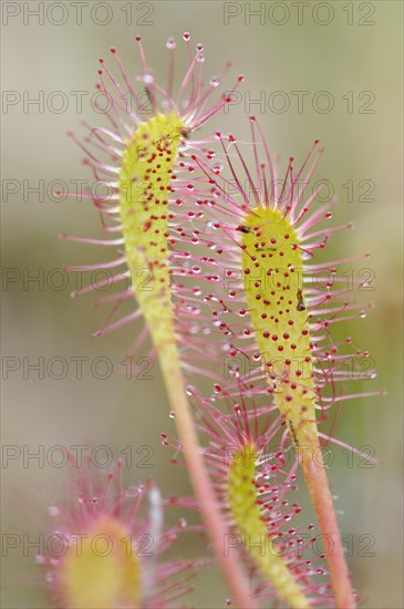 Sundew (Drosera)