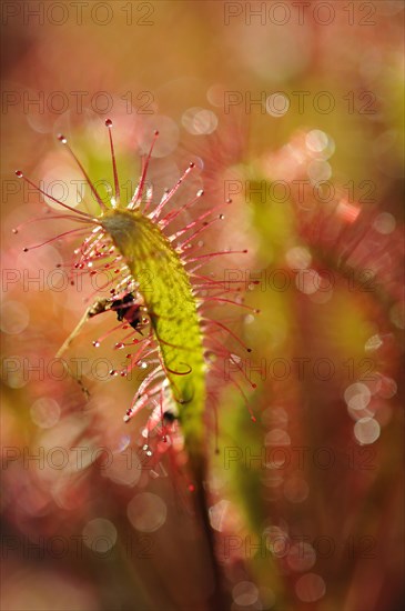 Sundew (Drosera)