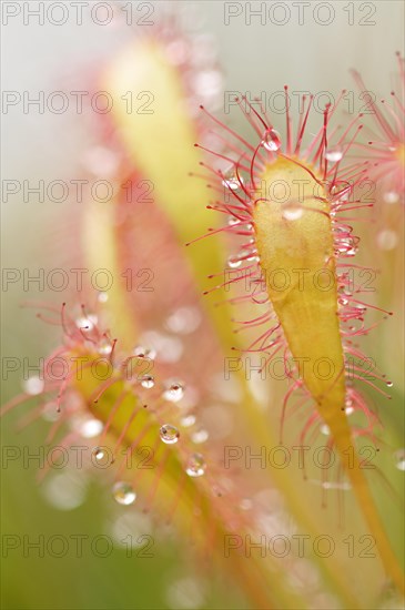 Sundew (Drosera)