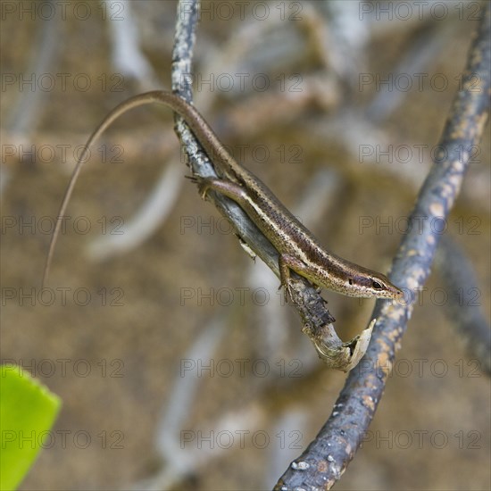 Seychelles Skink (Trachylepis seychellensis)