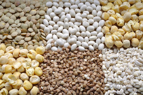 Different types of legumes