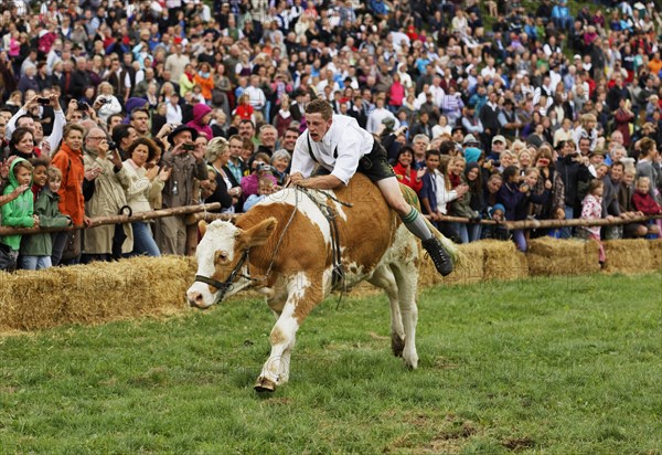 Muensinger Ochsenrennen ox race