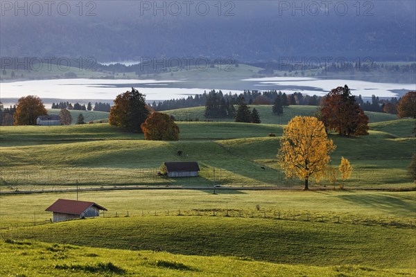 Autumn morning over the Forggensee reservoir