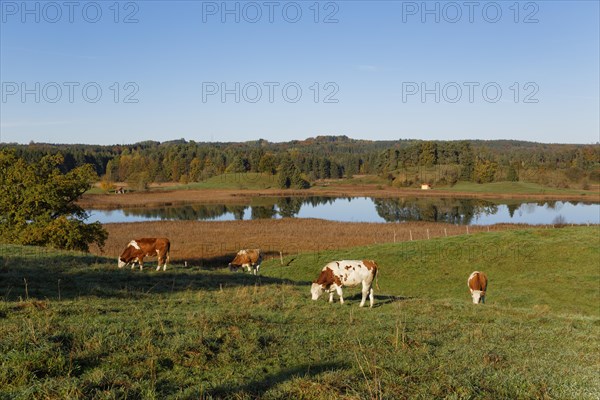 Cows in the pasture