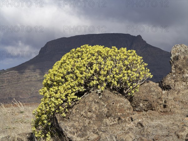 Flowering Berthelot Spurge (Euphorbia berthelotii)