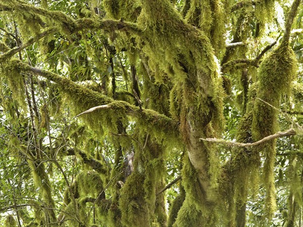 Moss-covered trees