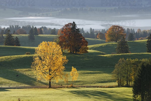 Autumn morning over Forggensee lake