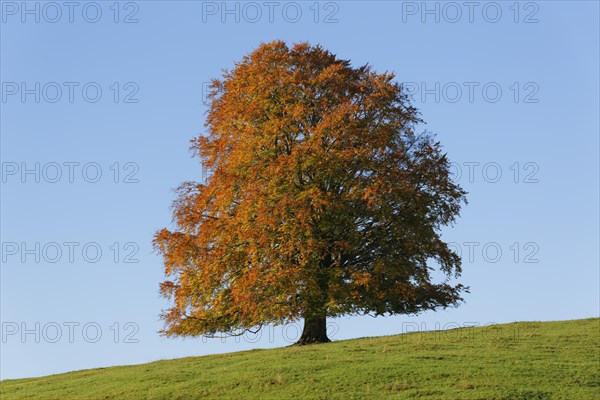 Autumnal Beech (Fagus sylvatica)