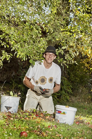 Man at the apple harvest