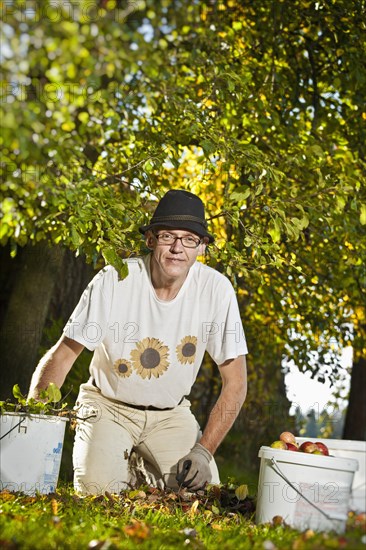 Man at the apple harvest