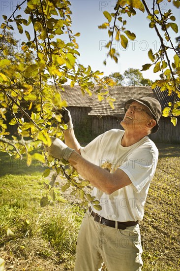 Man at the apple harvest