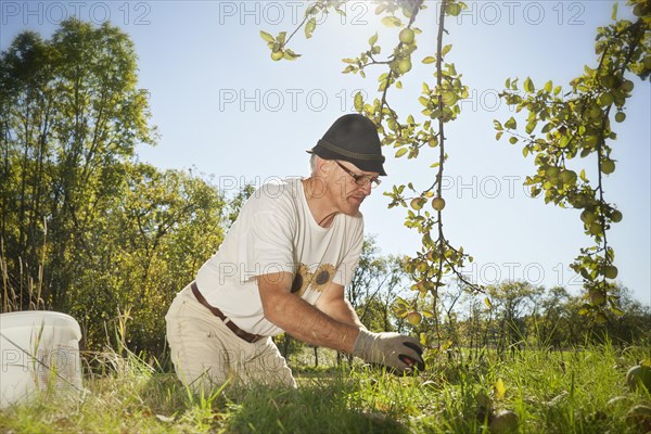 Man at the apple harvest