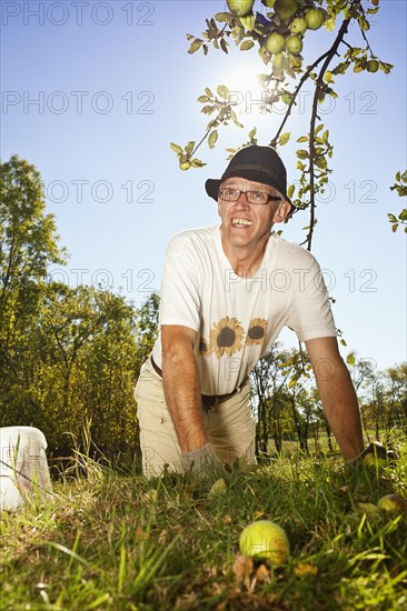 Man at the apple harvest