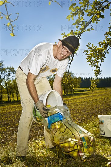 Man at the apple harvest