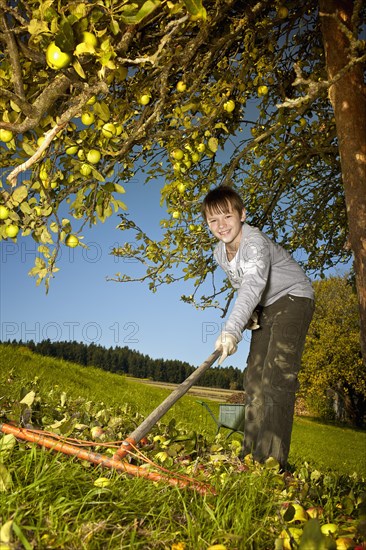 Young raking windfall