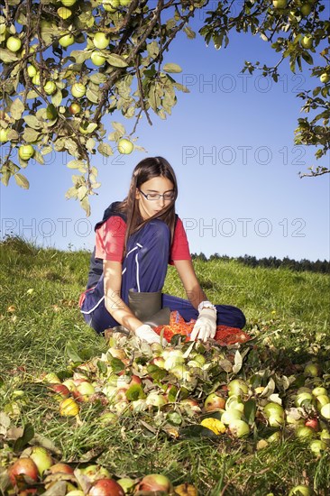 Girl gathering windfall