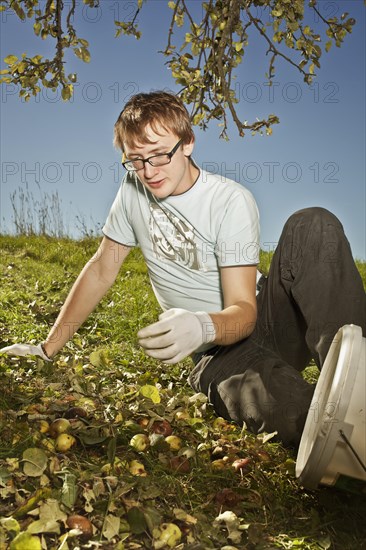 Teenager gathering windfall