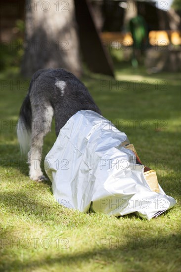 Mixed-breed dog crawling into an empty feed bag to search for the last crumbs