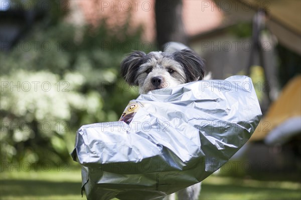 Mixed-breed dog carrying an empty feed bag in its mouth