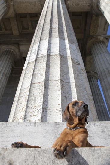 Rhodesian Ridgeback bitch lying on the stairs of the Walhalla near Donaustauf