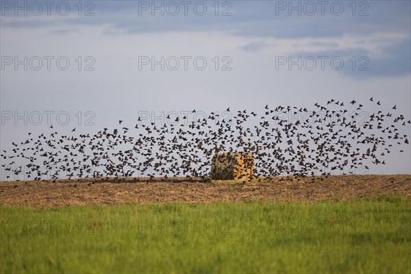 Flock of Skylarks (Alauda arvensis) on a field at the Havel Canal near Potsdam-Paaren