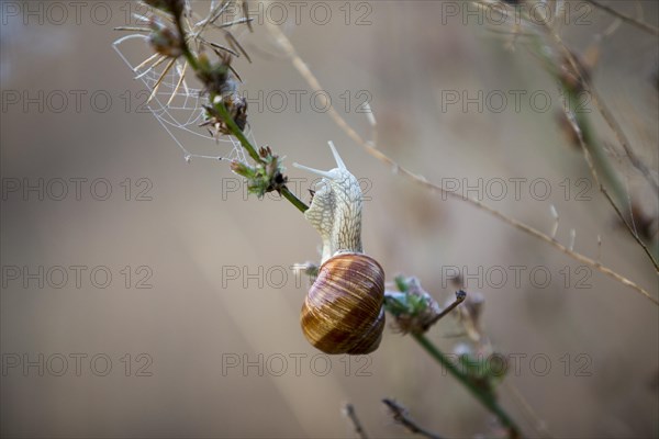 Burgundy snail