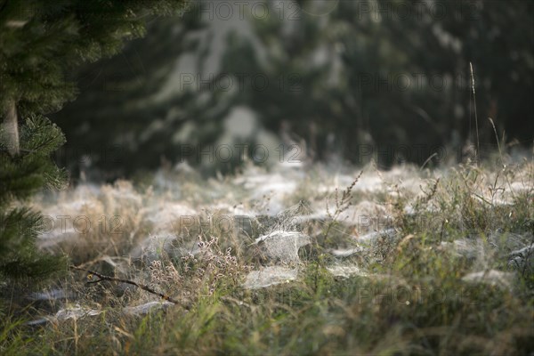 Cobwebs of dwarf spiders (Linyphiidae) on a meadow in the morning dew