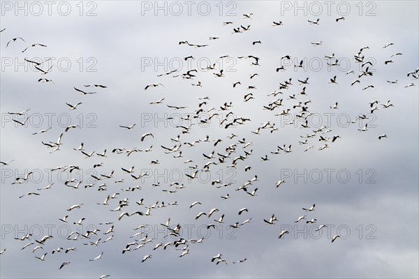 Common Cranes (Grus grus) in flight