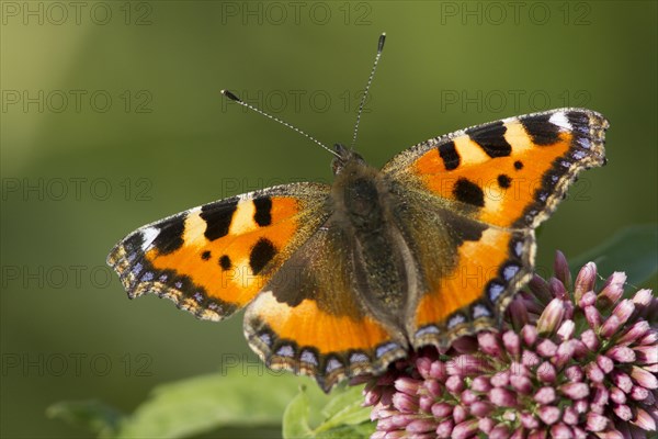 Small Tortoiseshell (Aglais urticae) butterfly